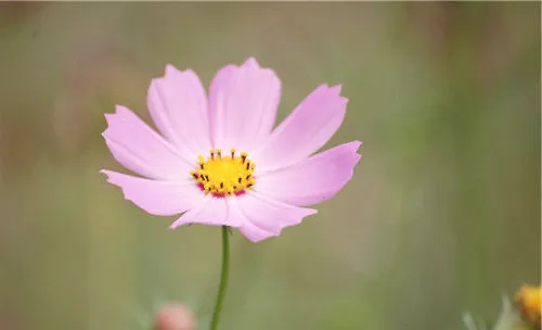 格桑花的花语简介