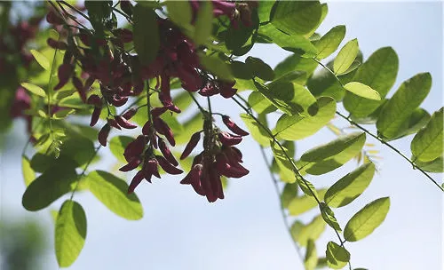 香花槐的真假分辨方法