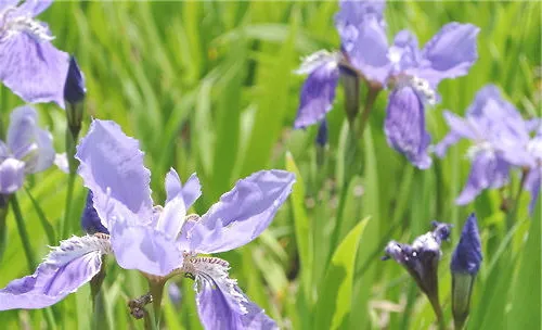 鸢尾花的栽培要点