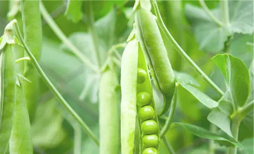 阳台新宠之豌豆种植方法