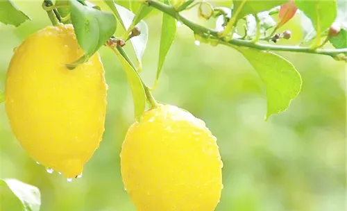 盆栽柠檬落果怎么办
