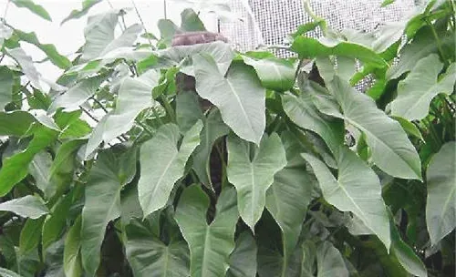 红翠喜林芋的养护管理