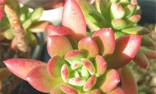 常见多肉种属的度夏要点