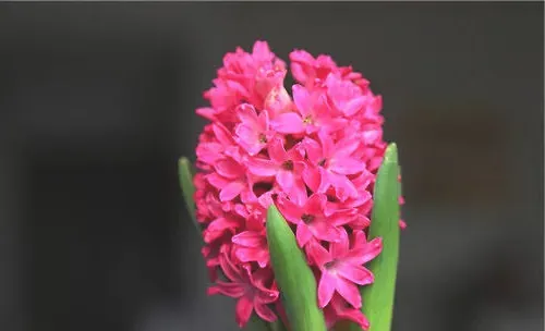 风信子的栽培要点介绍