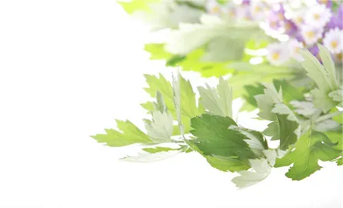 艾草的繁殖方法与驱蚊效果