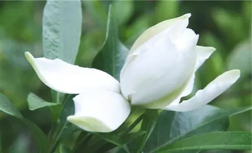 如何正确的给栀子花浇水