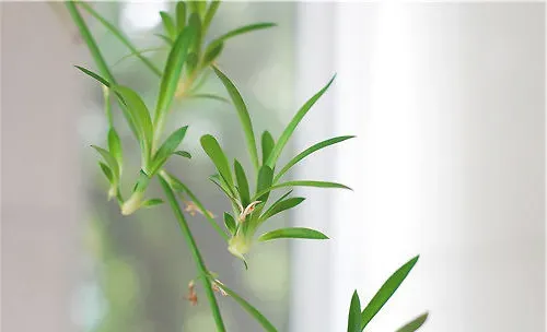 如何挑选居家植物