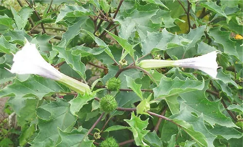 揭秘有毒曼陀罗，家里种植需谨慎