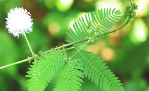 含羞草的特点与饲养要点