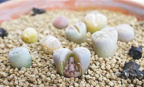 生石花脱皮期间能否浇水