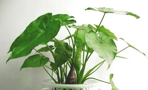 带你认识常见的家养水生植物