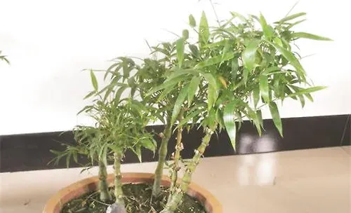 北方栽种观赏竹的注意事项