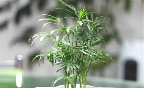 袖珍椰子和散尾葵的区别方法