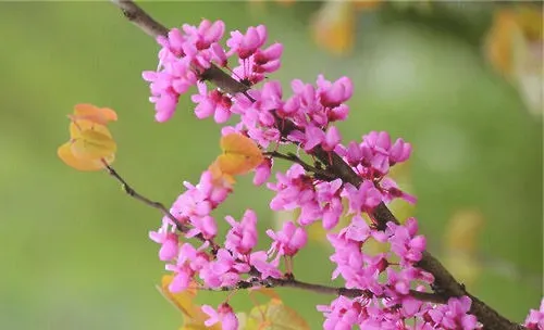 光照对花卉植物的重要性