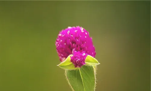 千日红的栽培注意事项