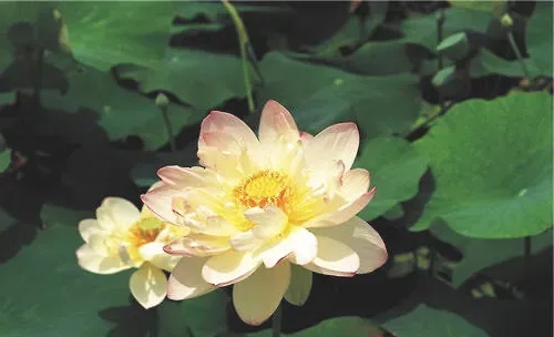 荷花黑斑病的症状及防治