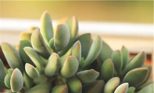 四种多肉植物的常见肥料使用要点