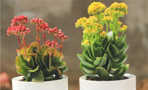 北方盆栽花卉度夏要点