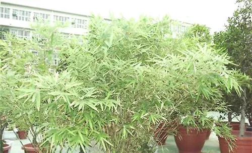 北方栽种观赏竹的注意事项