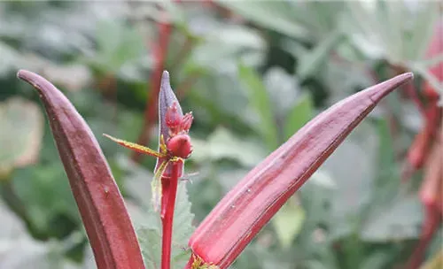 红秋葵的种植方法