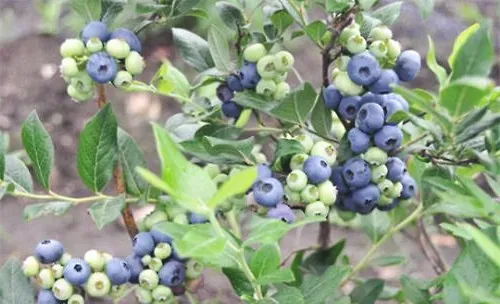 蓝莓种植的四大注意事项