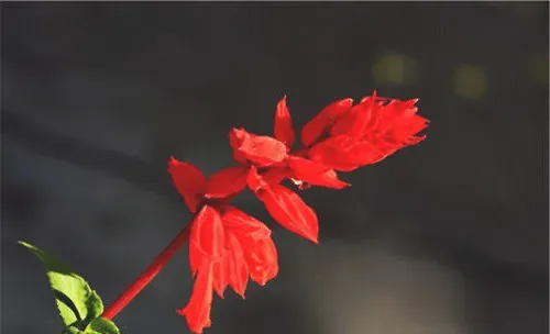 使一串红多开花的方法有哪些