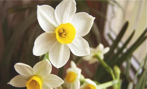 如何控制水仙花的花期