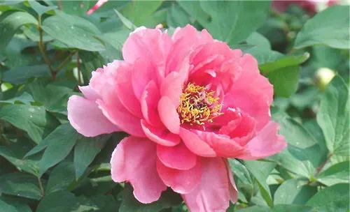 如何让牡丹花提前开花