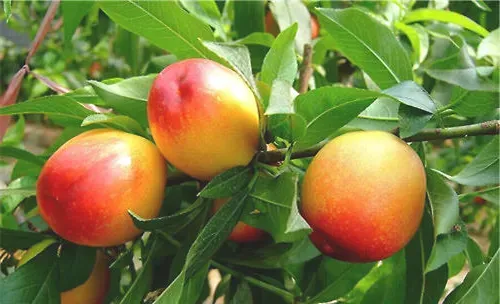 油桃的盆栽方法介绍