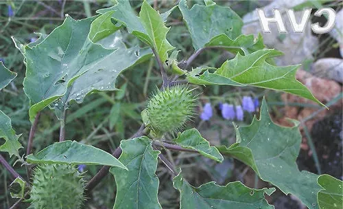 揭秘有毒曼陀罗，家里种植需谨慎