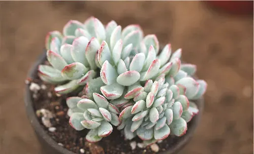多肉植物的缀化和锦的概述