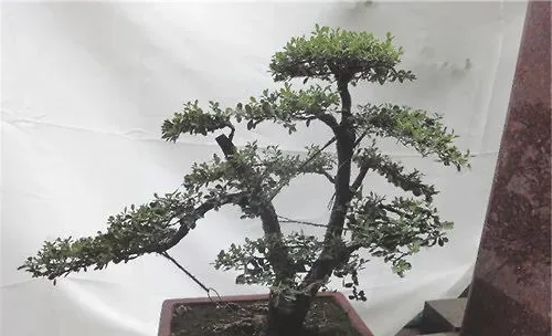 瓜子黄杨树盆栽的制作方法