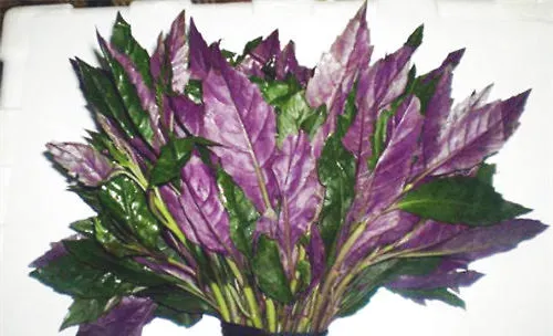 紫背天葵的育苗与定植