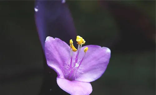 紫罗兰的花语及风水作用