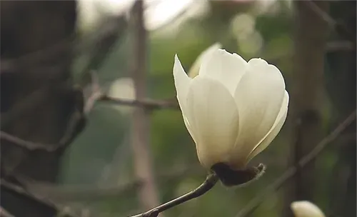 光照对花卉植物的重要性
