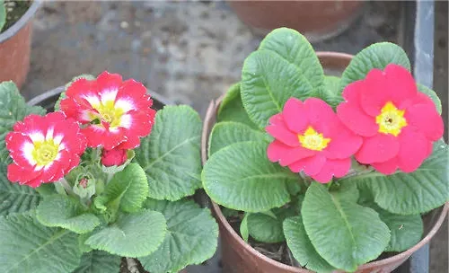 樱草的夏季栽培要点