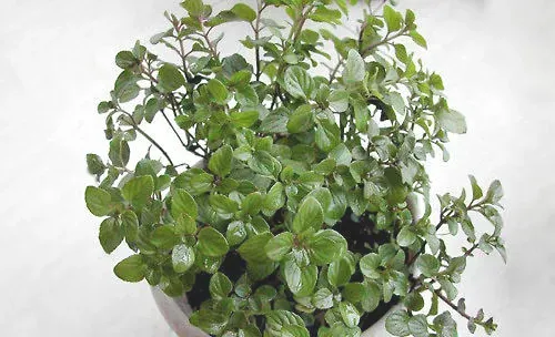 留兰香圆叶薄荷的养护管理