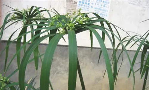 水培水棕竹的方法与要点