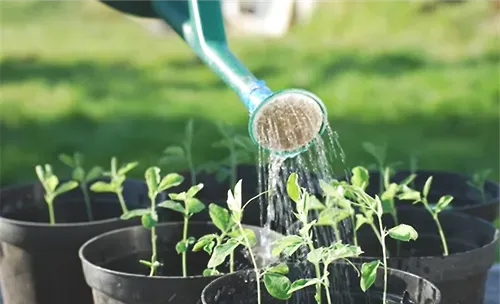 花卉植物什么时候浇水为好