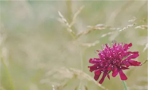 矢车菊的养护方法介绍