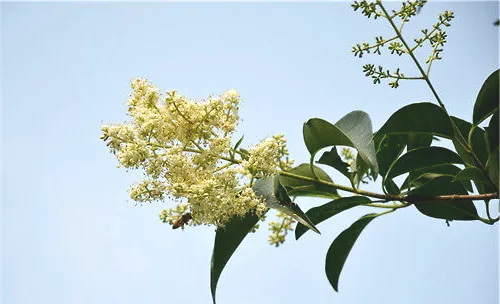 夏季嫩枝扦插的繁殖方法