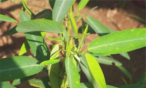 盘点那些会动的植物