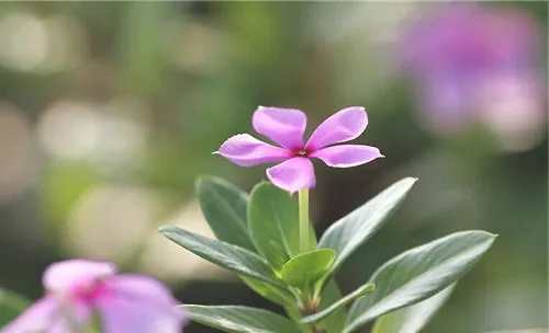 长春花叶子发黄的原因及养殖注意事项