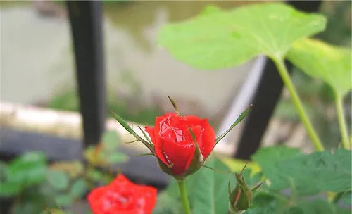 使月季花多开花的方法有哪些