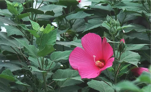 大花秋葵的常见病虫害的防治方法