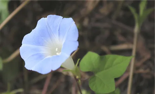 牵牛花白锈病的症状及防治方法