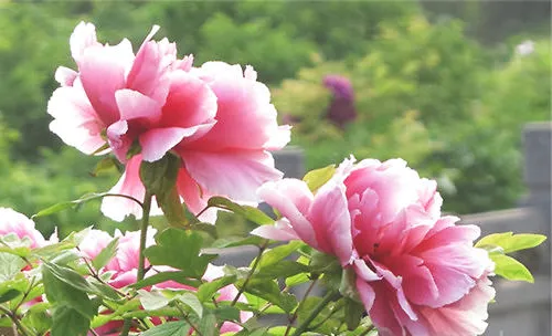 梅雨季节需为植物做好防霉菌工作