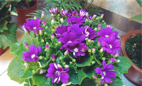 植物病虫害的越冬场所介绍