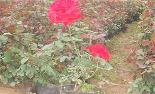 月季花的浇水方法