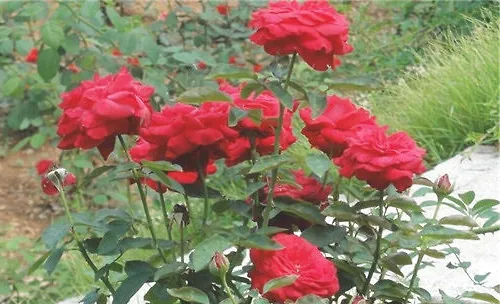 月季开花后的修剪方法